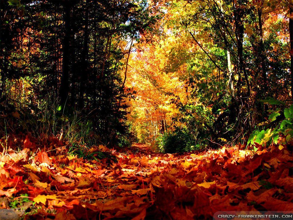 Autumn Season Wallpapers, Download picture of a beautiful