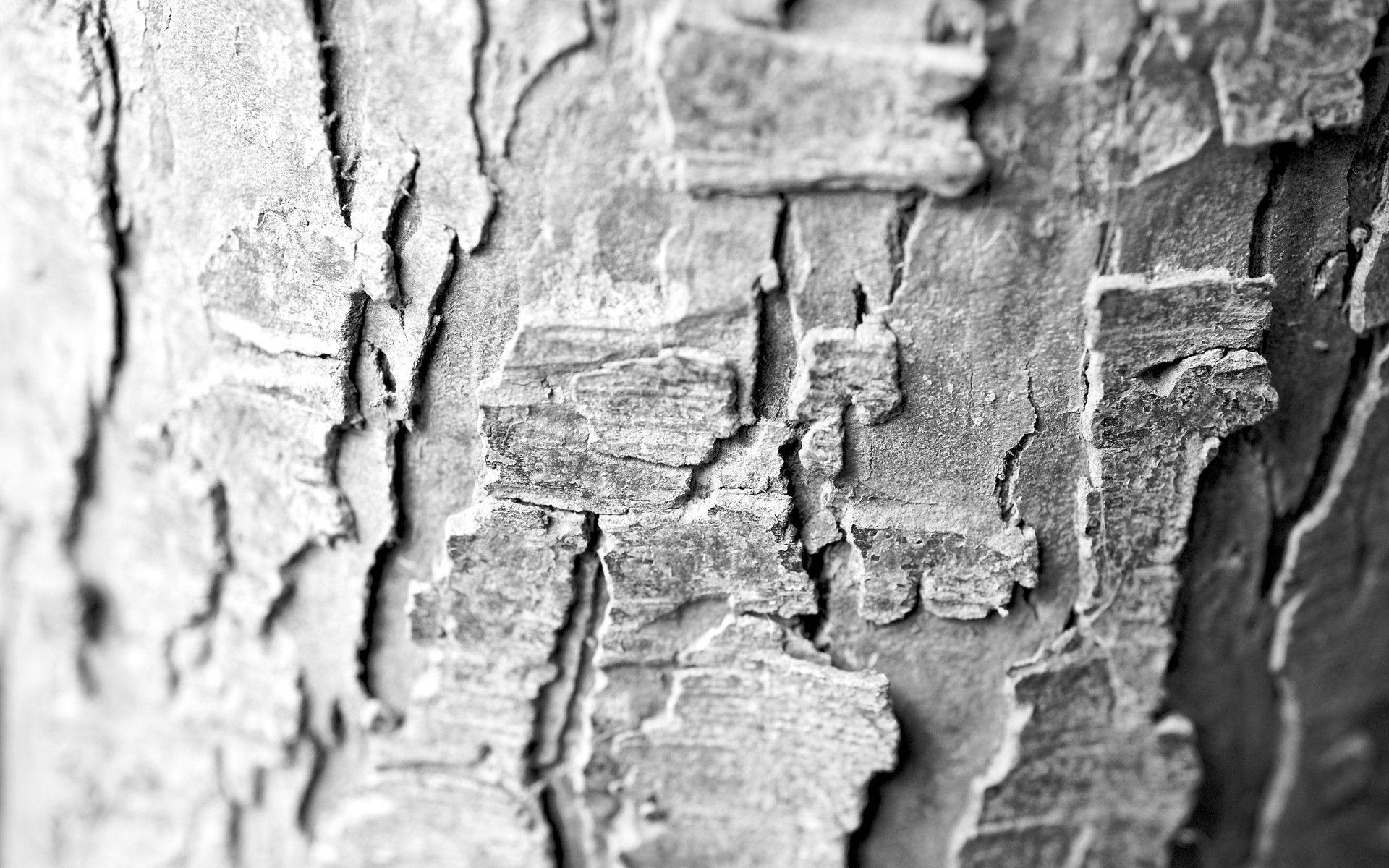 Tree Bark Wallpaper 49764 1920x1200 px