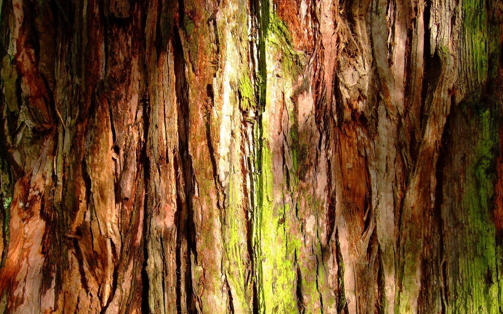 Tree Bark Texture Computer Wallpaper 49758 1680x1050 px