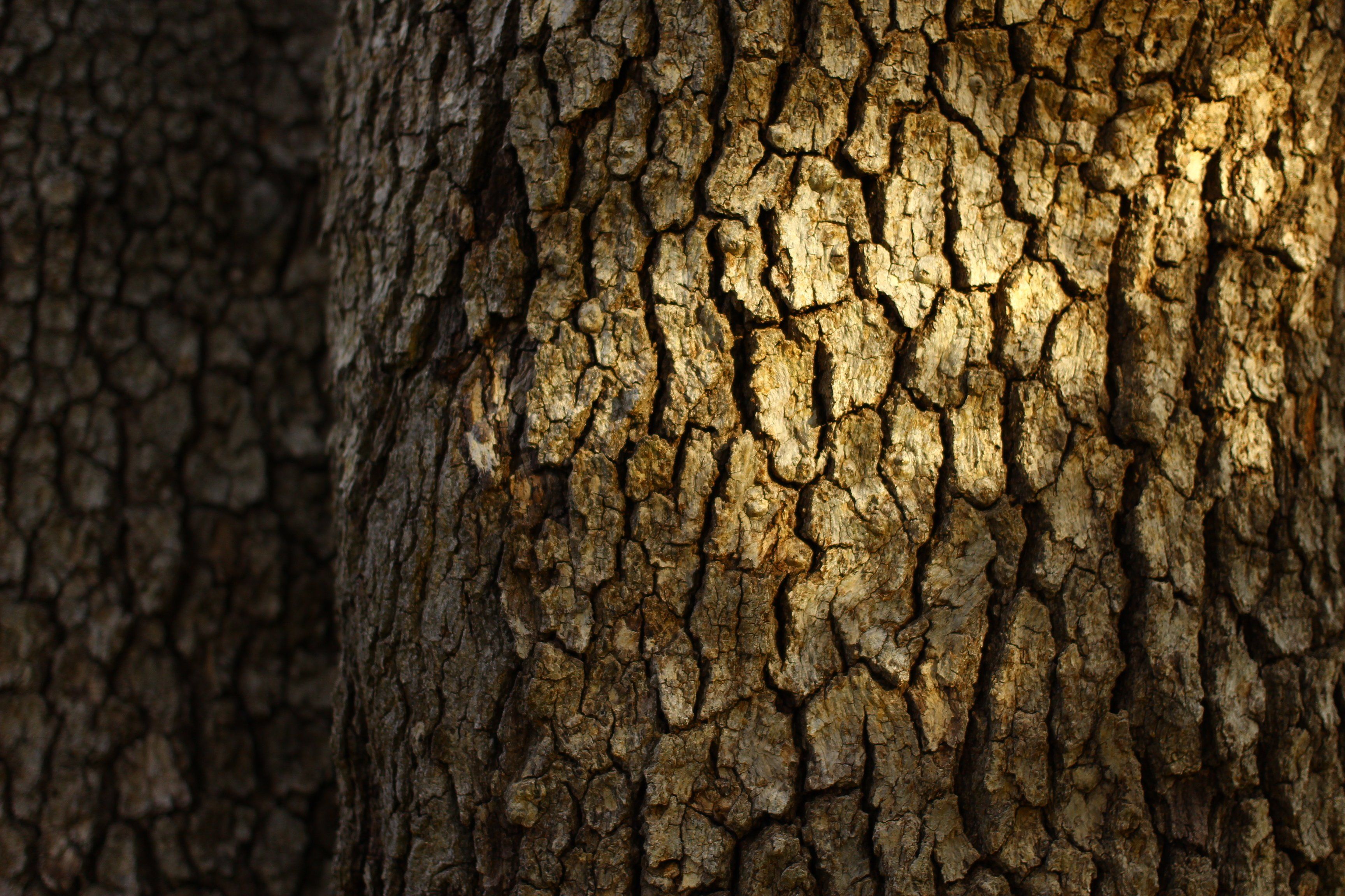 Bark Wallpapers - Wallpaper Cave