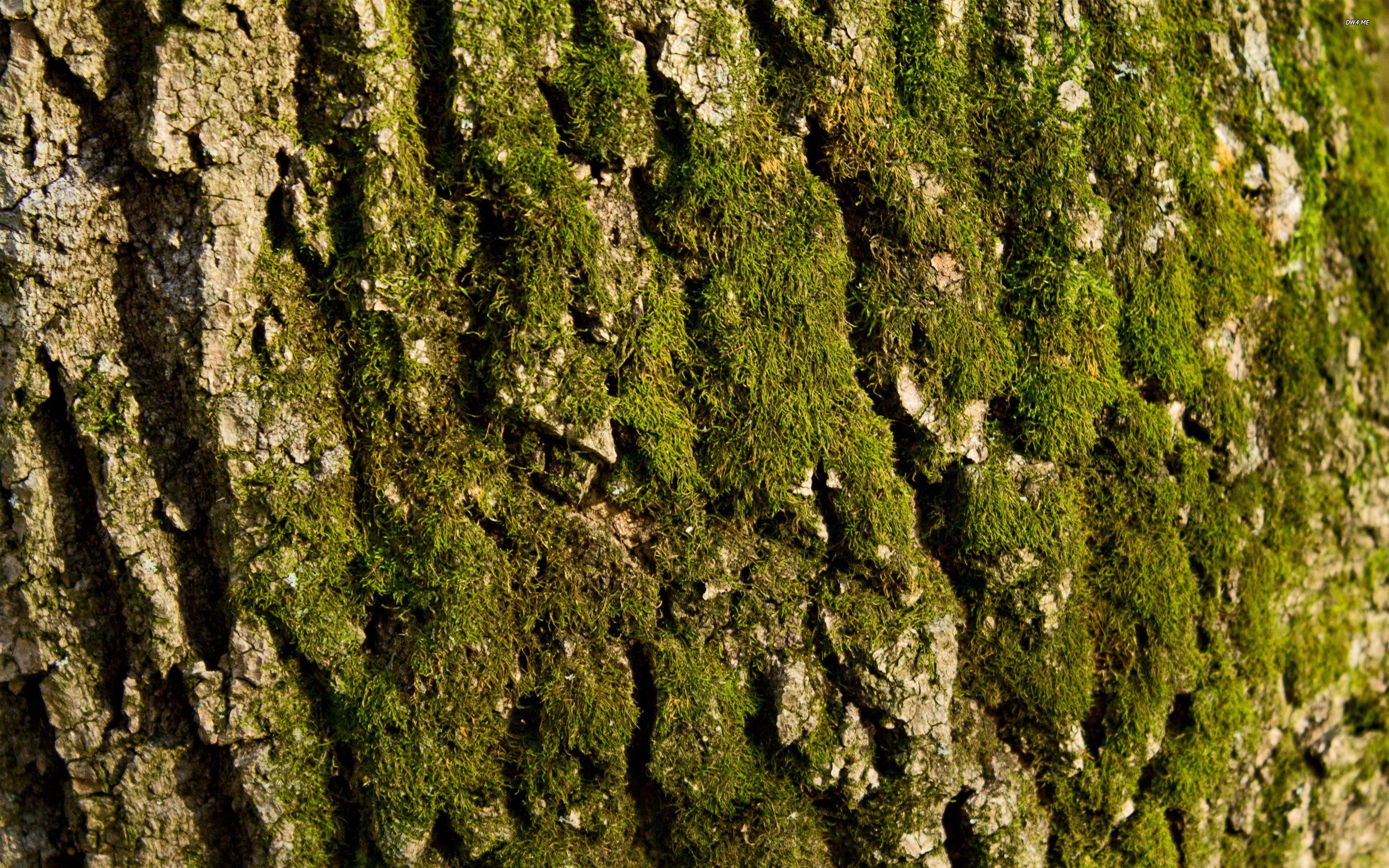 Mossy Tree Bark 418464