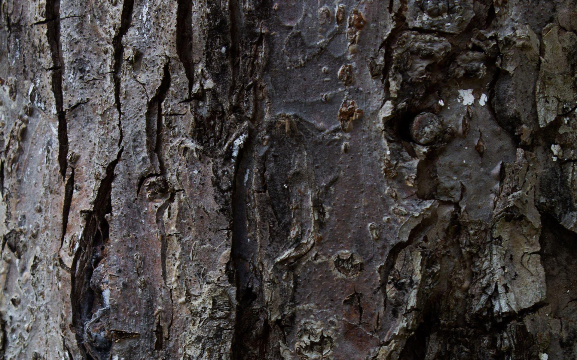 tree wallpaper bark HD Desktop Wallpaperk HD