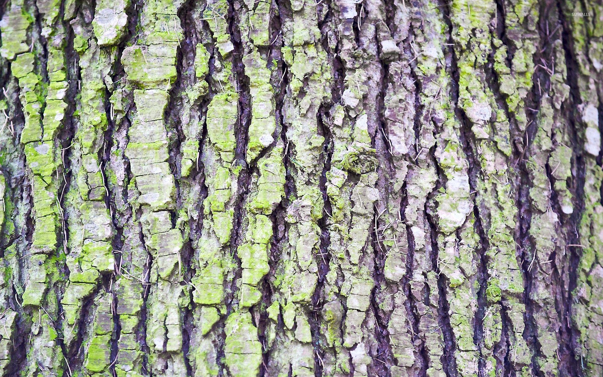 Tree Bark wallpaper wallpaper