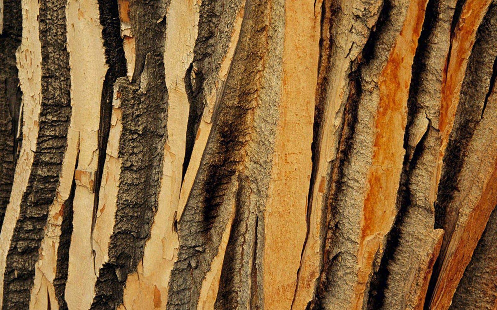 wallpaper: Tree Bark Wallpaper