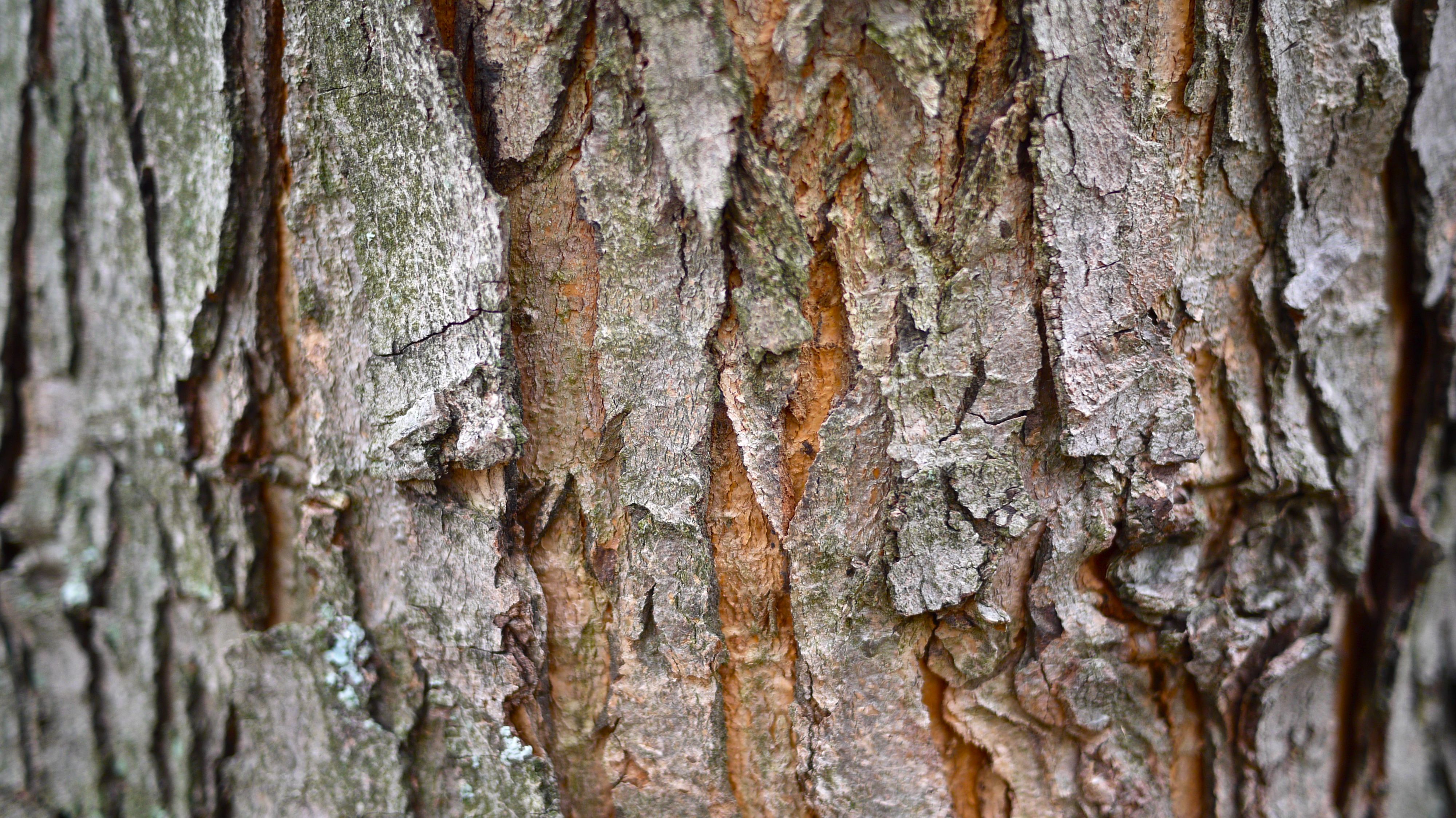 Tree Bark