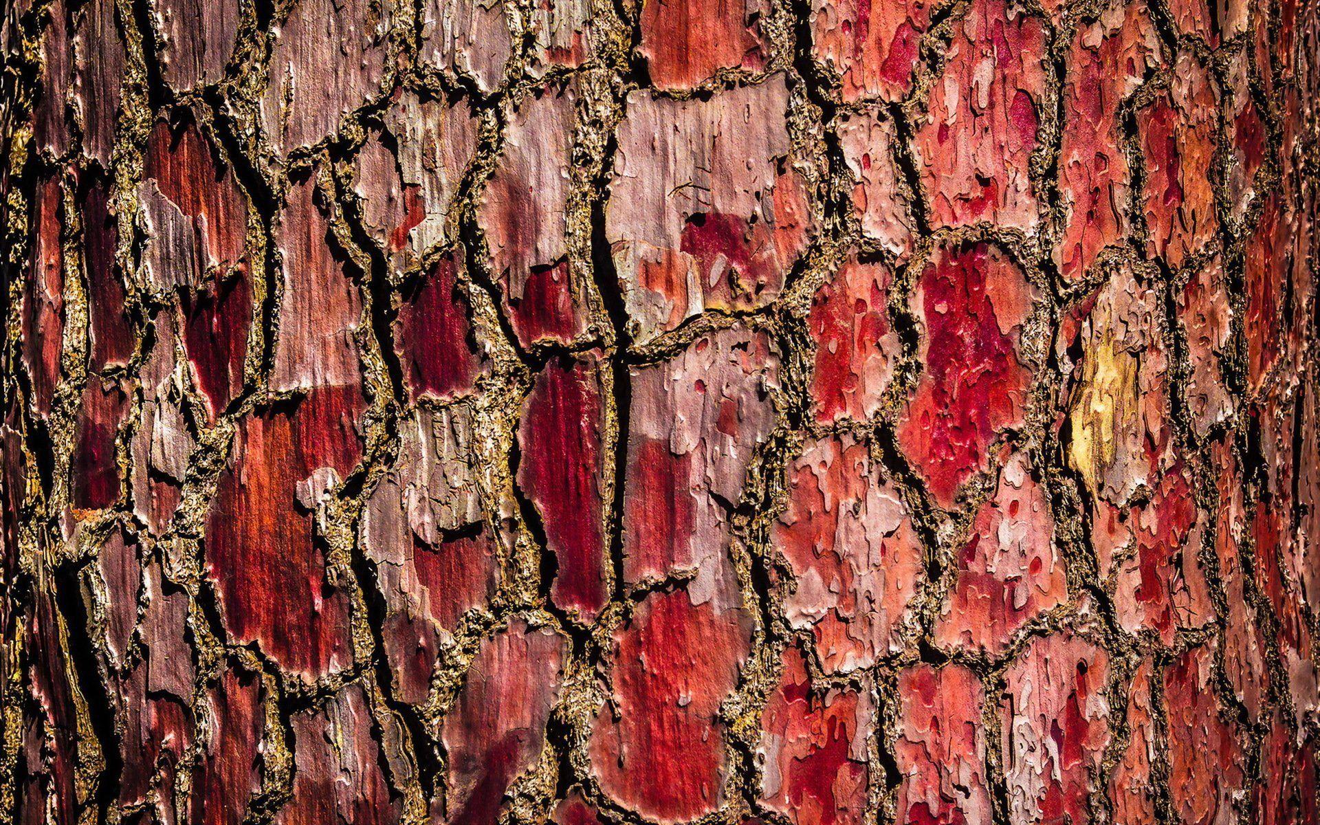 tree bark background HD wallpaper