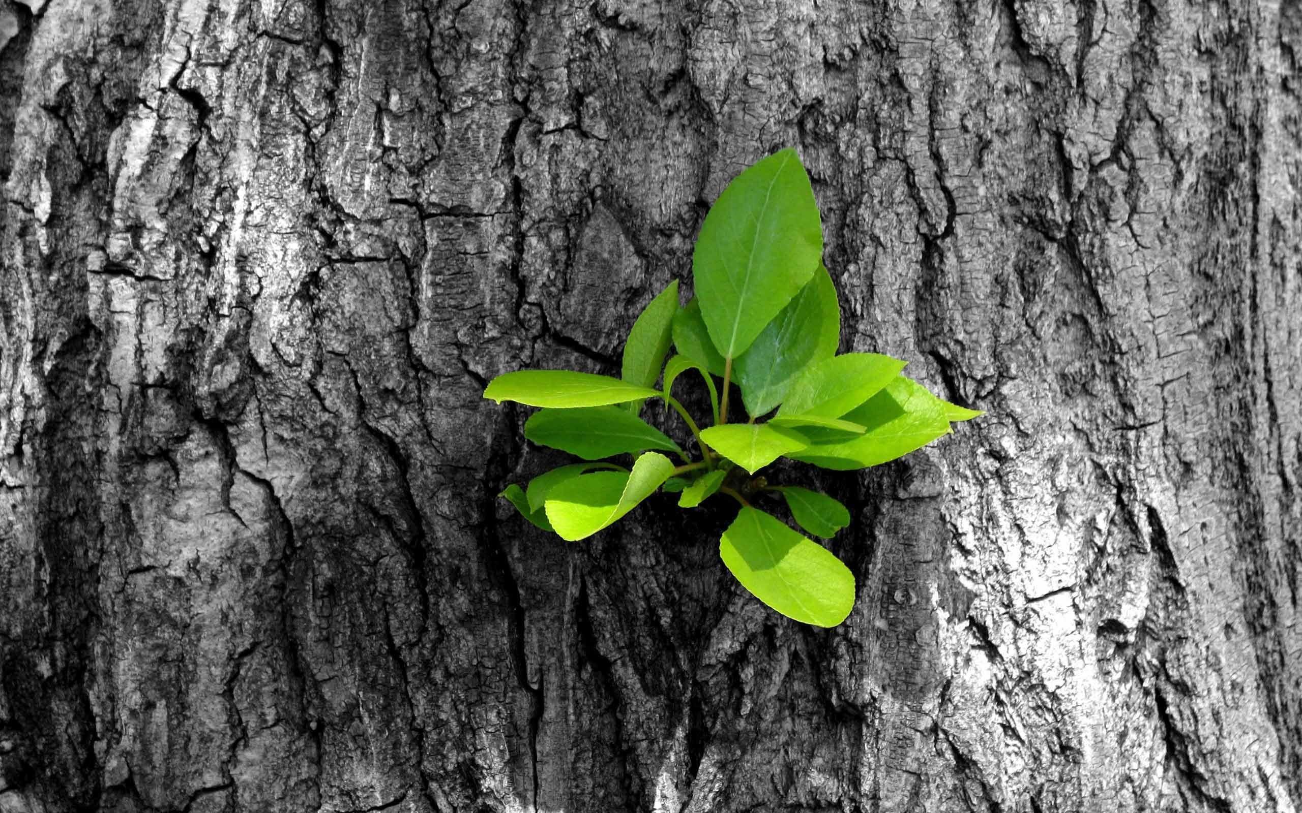 New Growth On Tree Bark Wallpaper 49761 2560x1600px