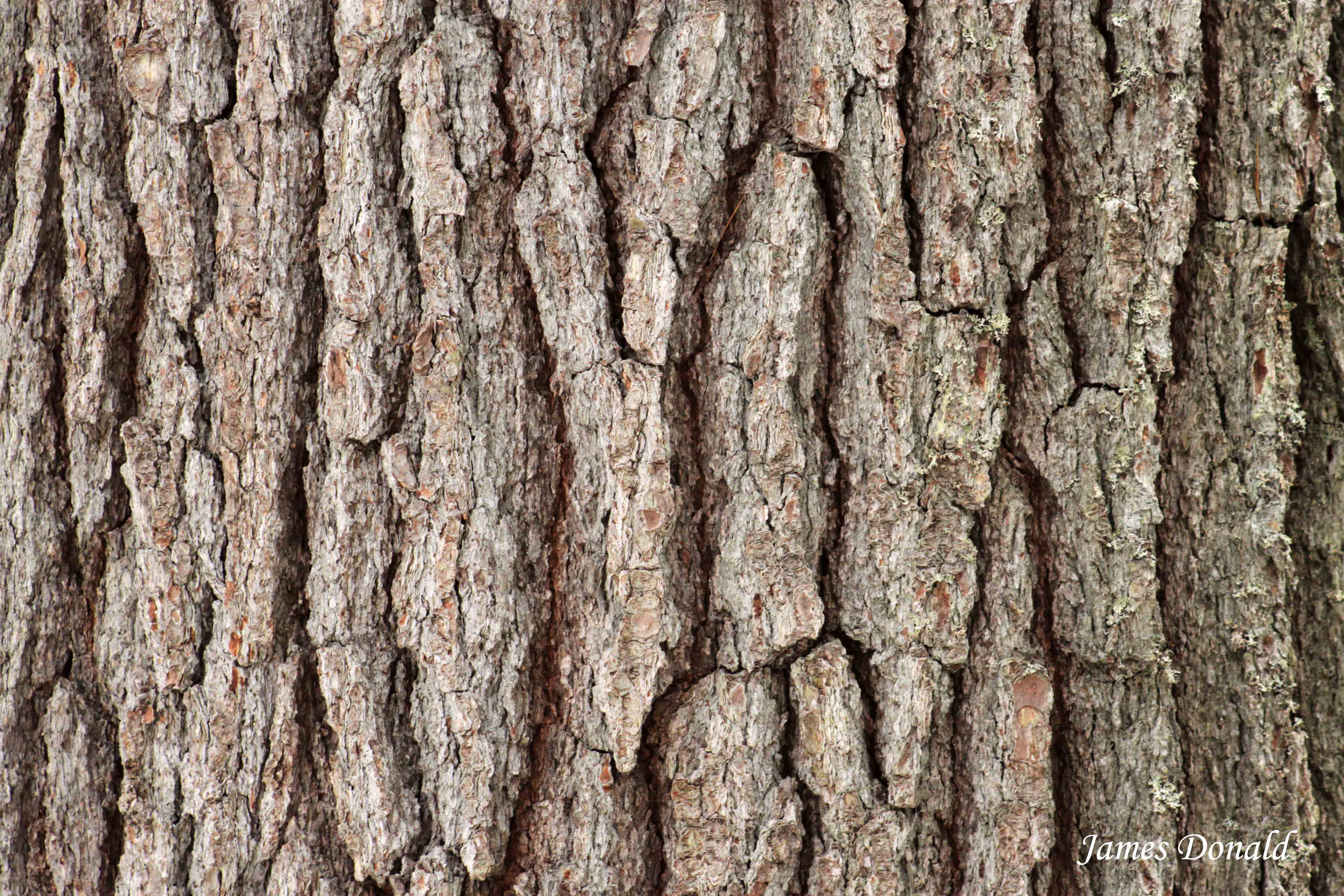 Old Tree Bark Wallpaper Tropical Free Stock Photo  Public Domain Pictures