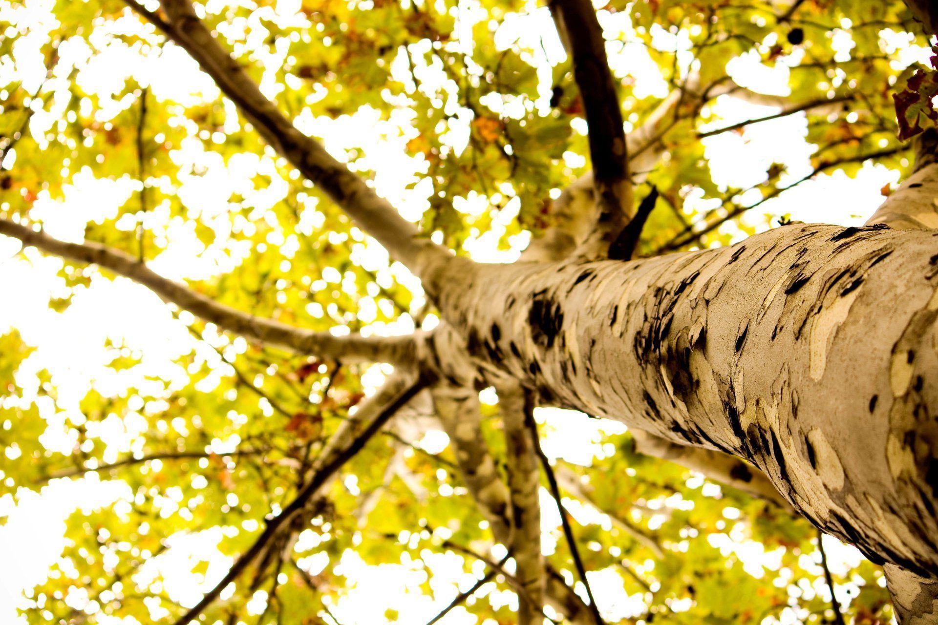 close up tree bark leaves foliage leaves tree macro background