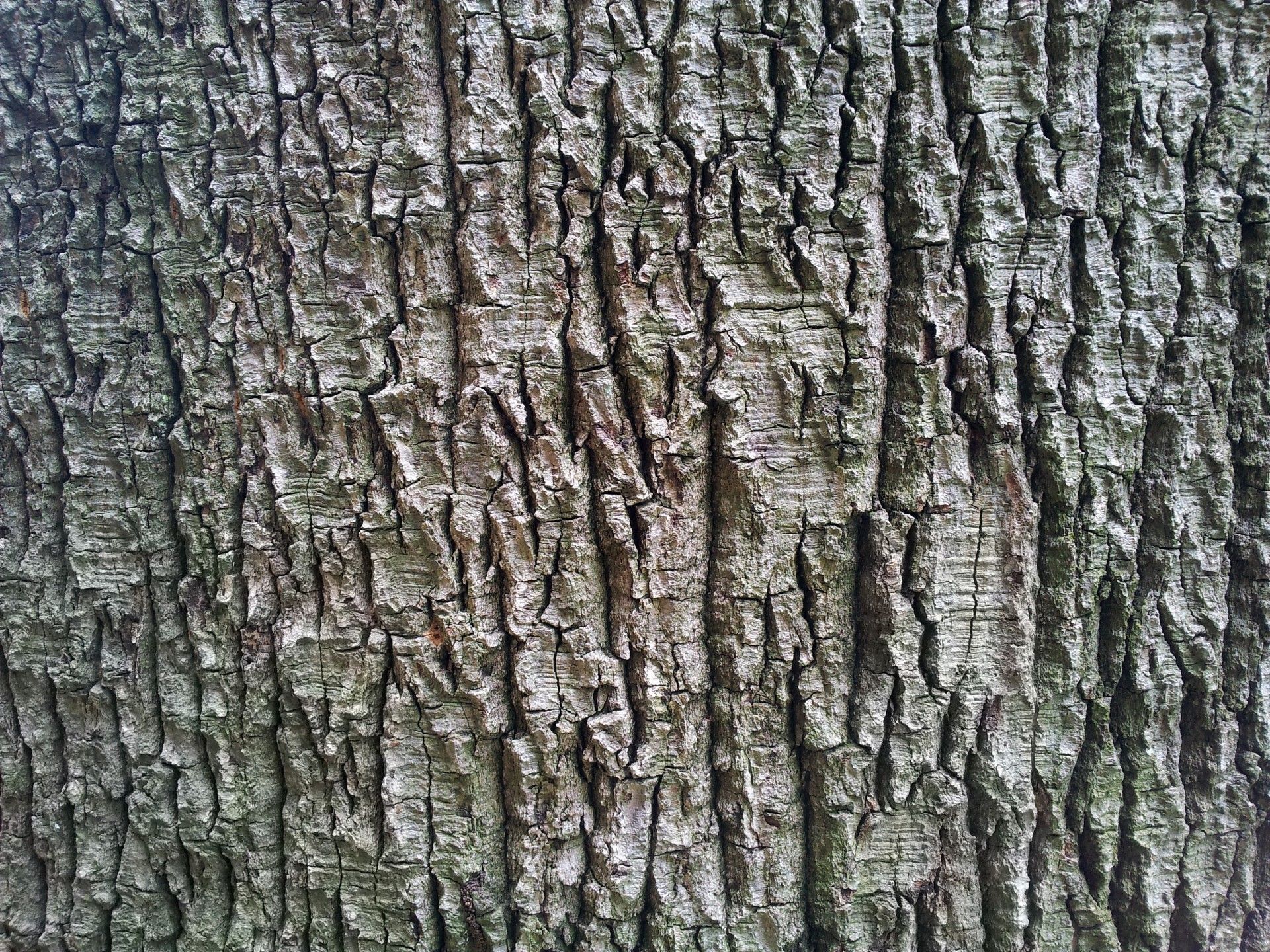 Birch Bark Wallpaper with Texture
