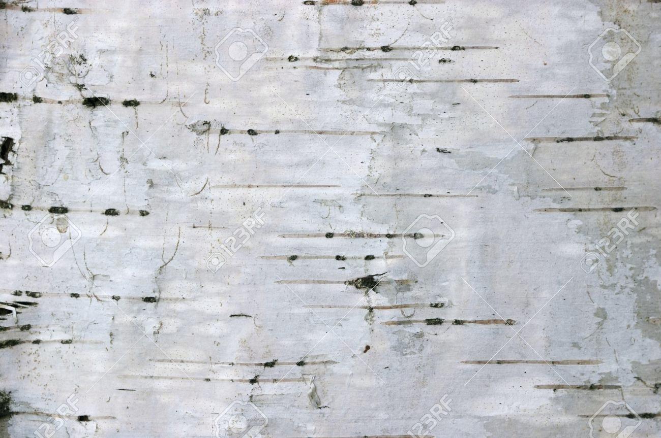 White Birch Wallpaper Closeup Of Bark Background
