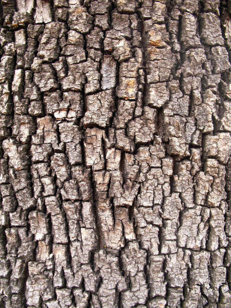 image Tree Bark. Tree Bark II By OddGoo Stock