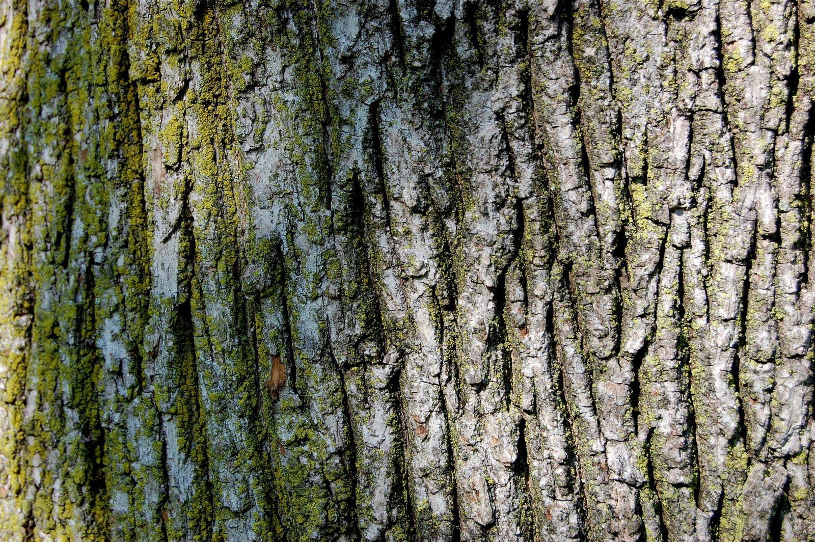 1600x1064px Tree Bark picture for iPhone 69