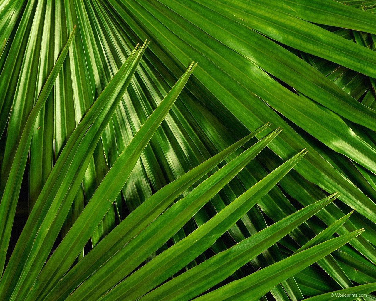 Palm Sunday Wallpaper 800x600 (96.6 KB)
