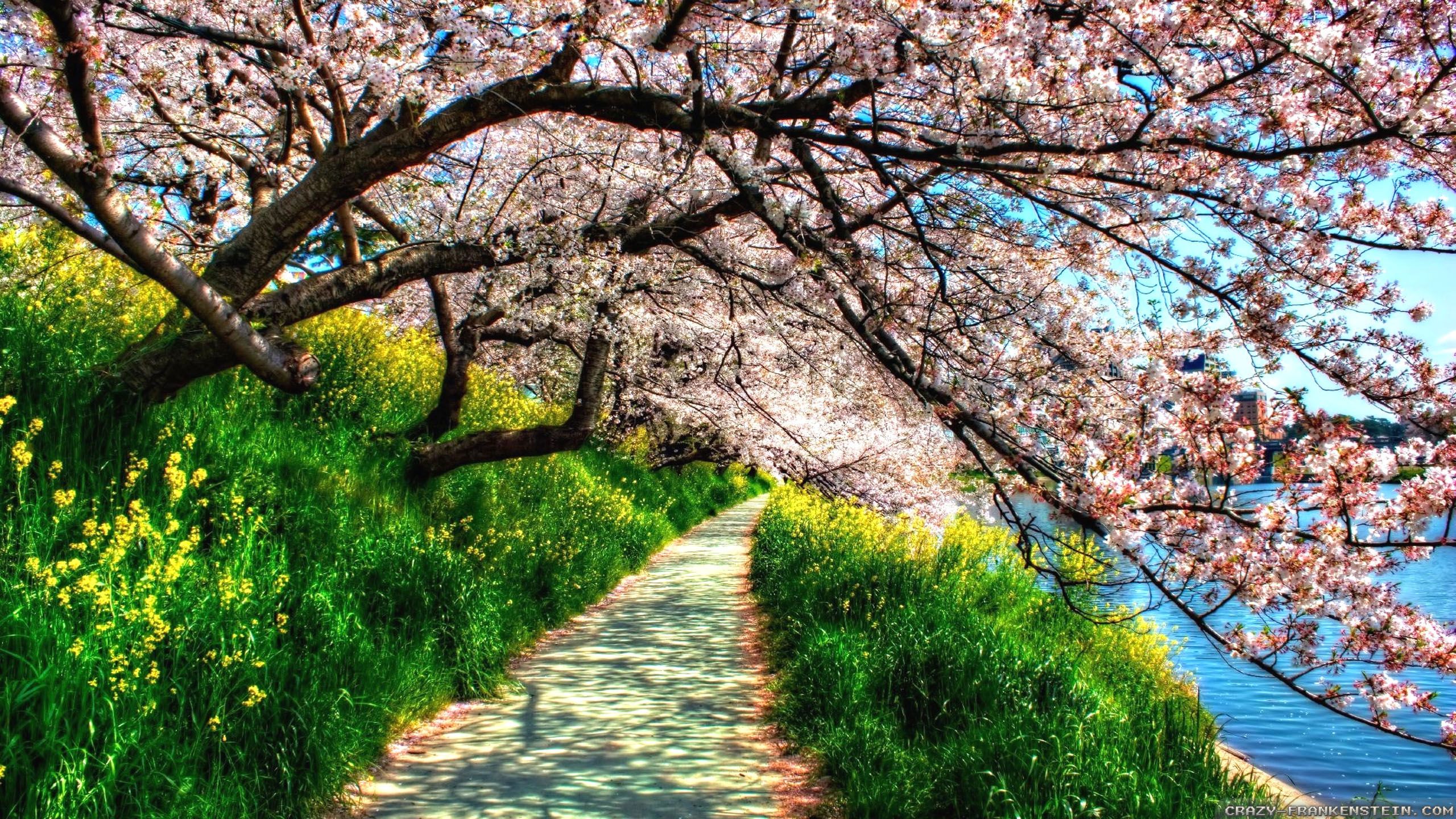 beautiful spring scenery wallpaper