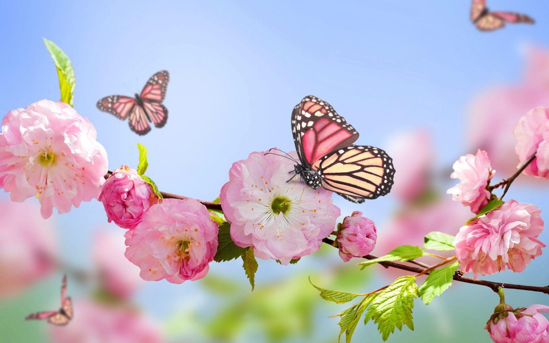flowers and butterflies spring wallpaper