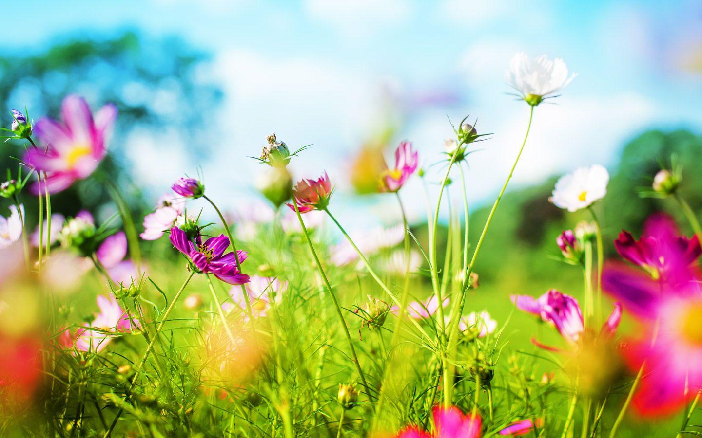 Spring Background 1440x900 HD Wall
