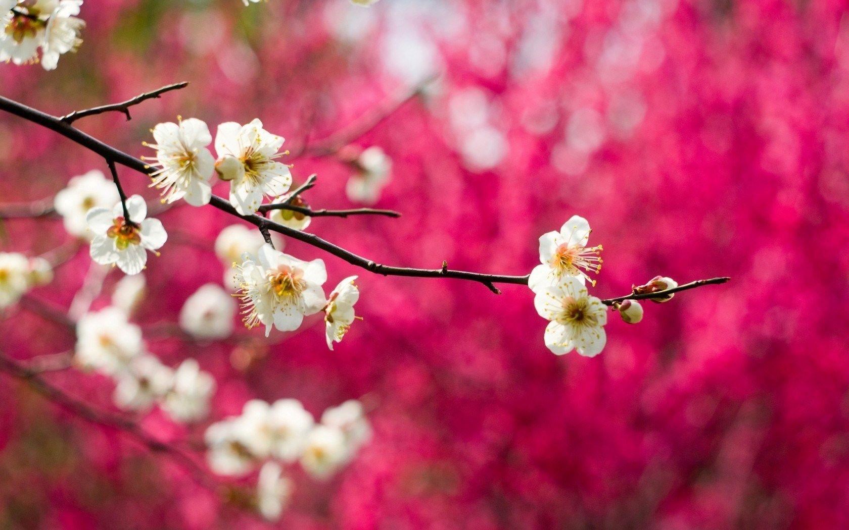 bloom flowers white branches spring nature Desktop Wallpaper