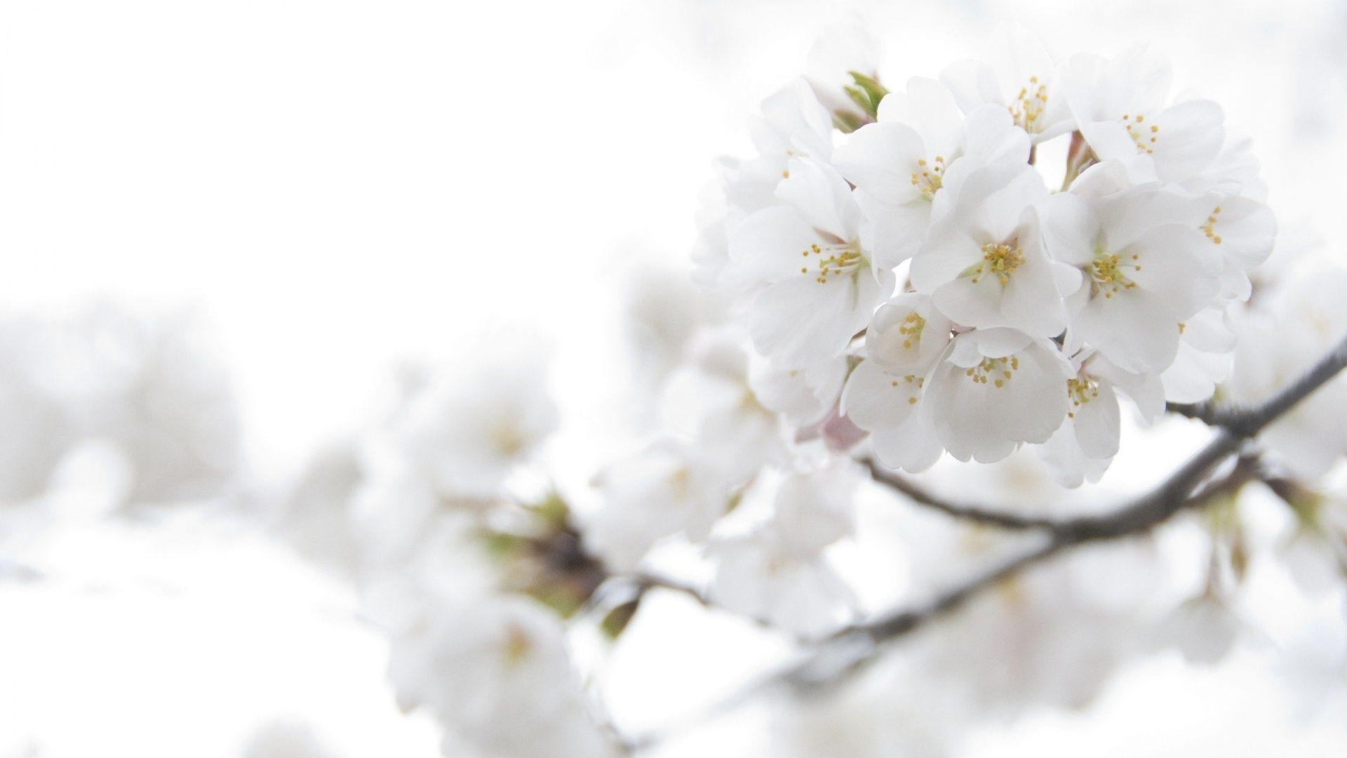 White Spring Flowers Wallpaper. HD Desktop Background