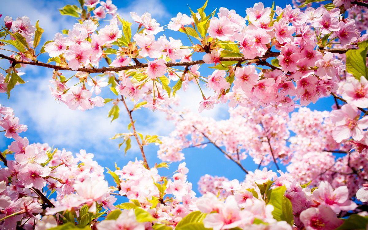 Nice HD Wallpaper's Collection (44) of Spring Flowers. Awesome