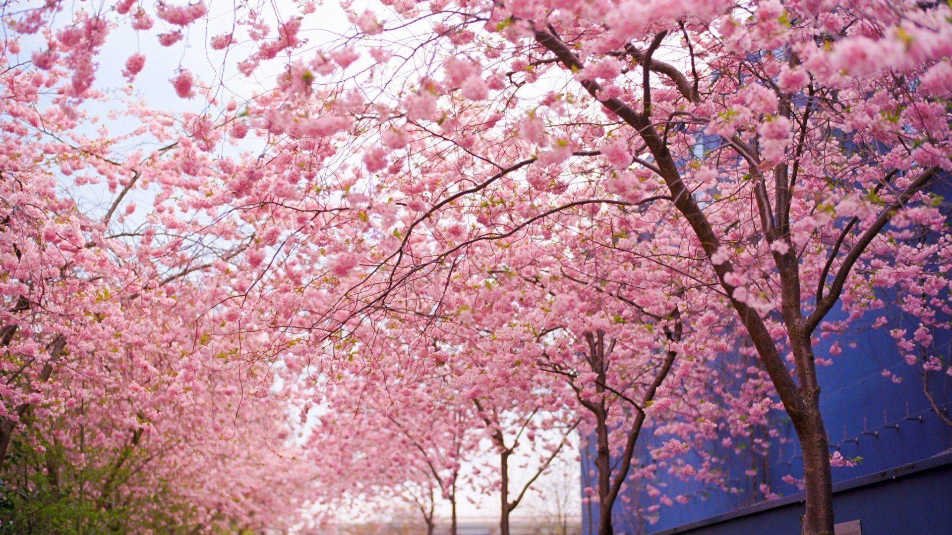 Cherry blossom flowers spring wallpaper