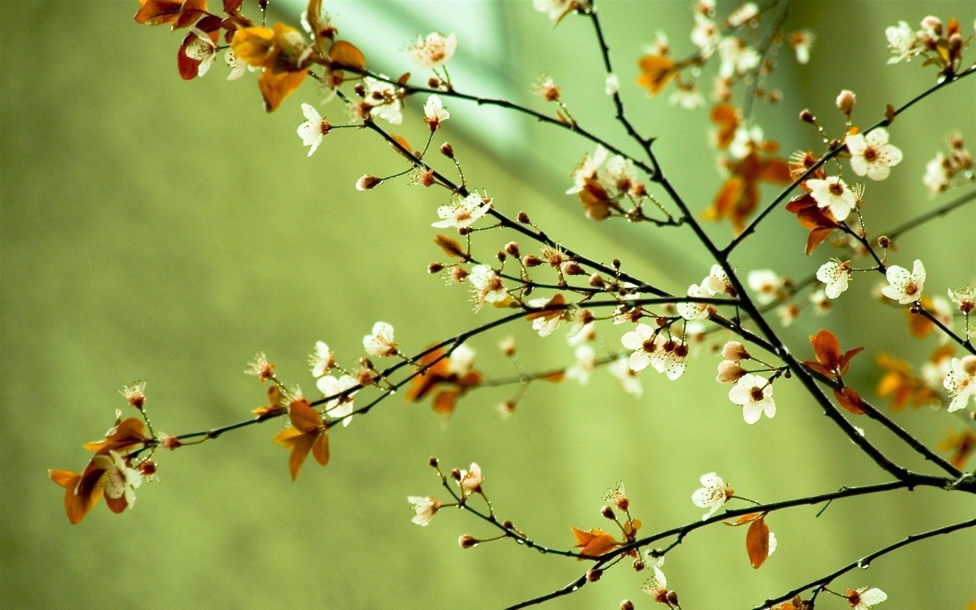 Spring Flowers Spring HD Wallpaper