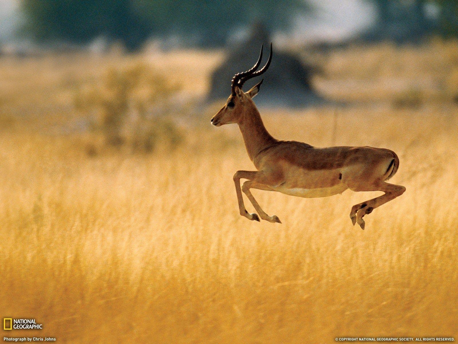 gazelle wallpaper HD