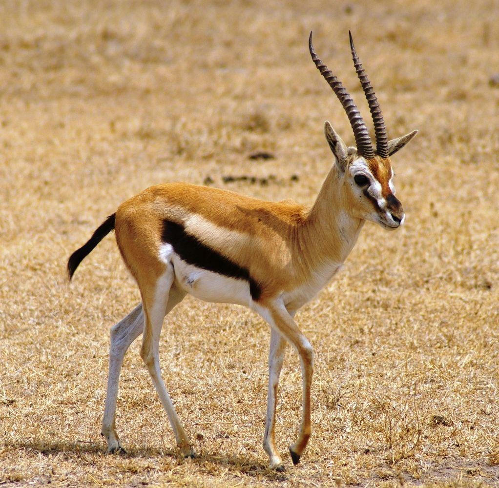 gazelle piano