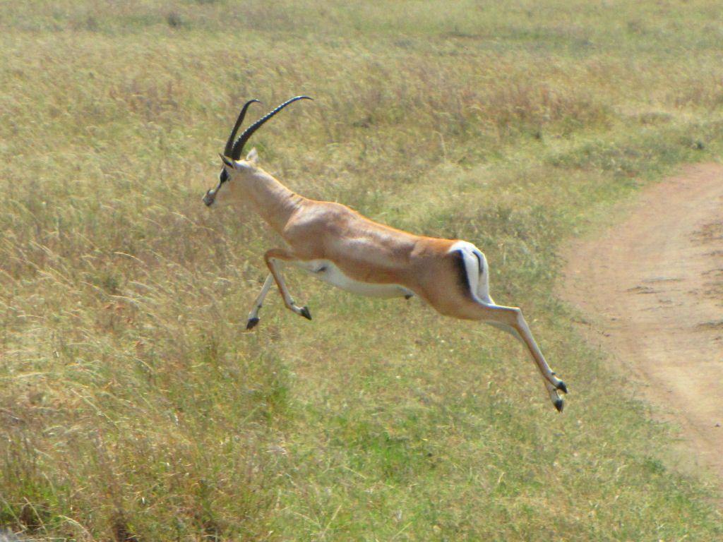 Animal Free Wallpaper: Animal Gazelle Free Wallpaper