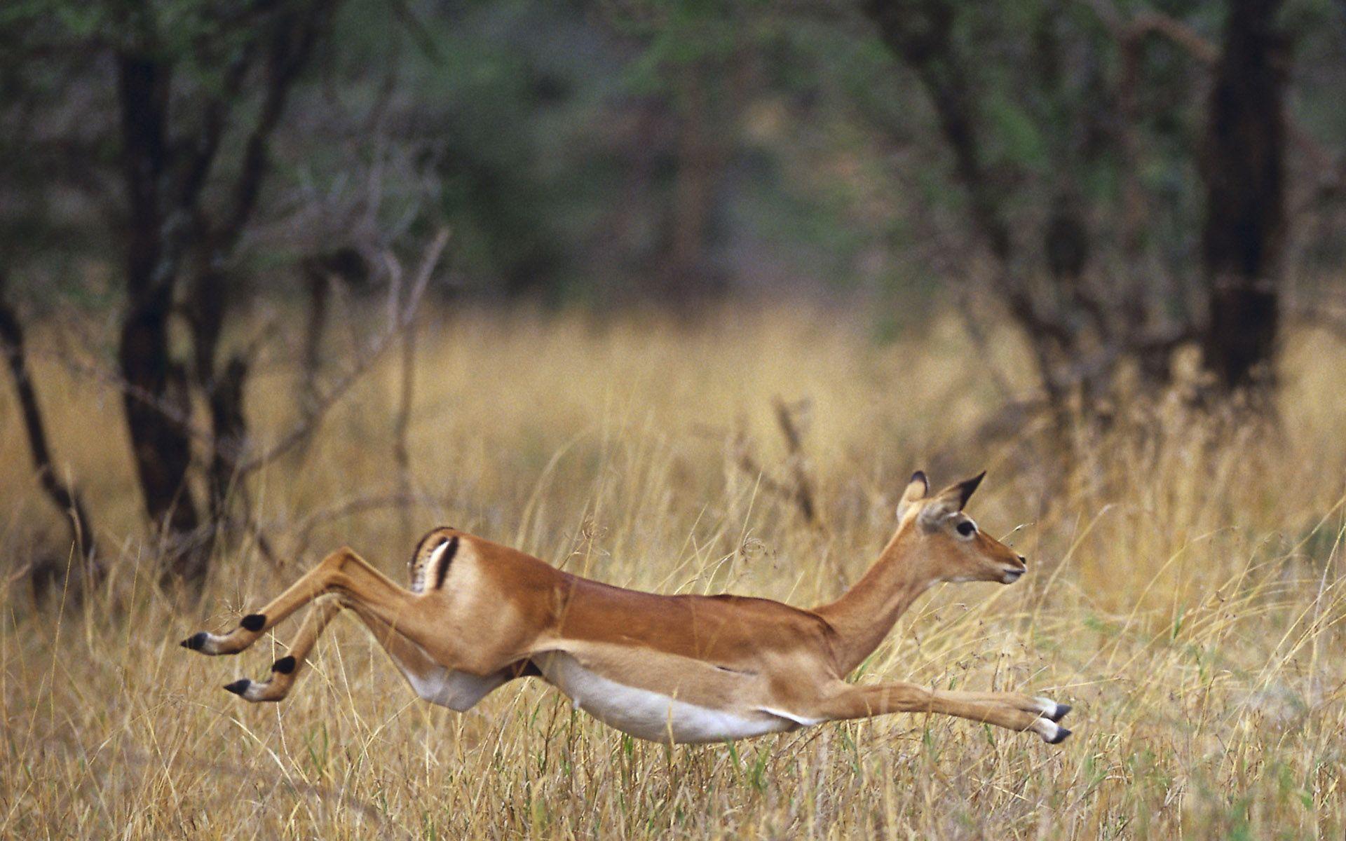 Gazelle Wallpaper Animal Spot