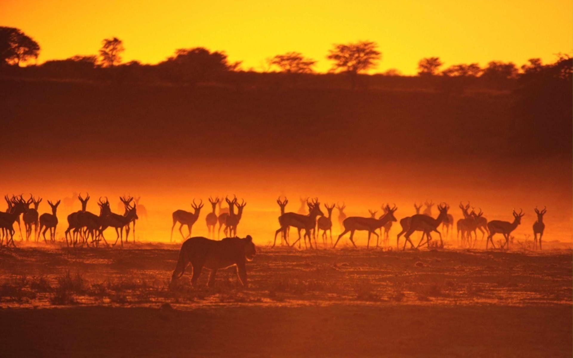 Landscapes animals silhouettes sunlight lions gazelle wallpaper
