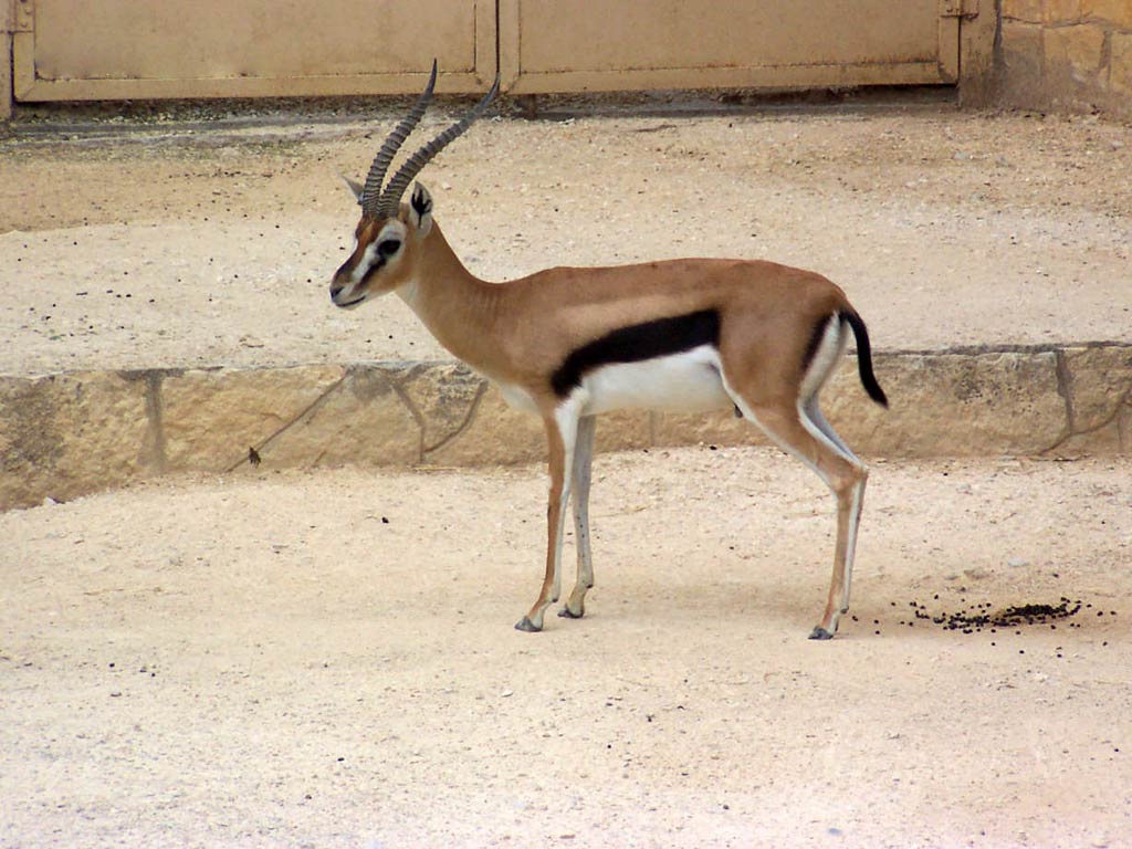 Gazelle Wallpaper