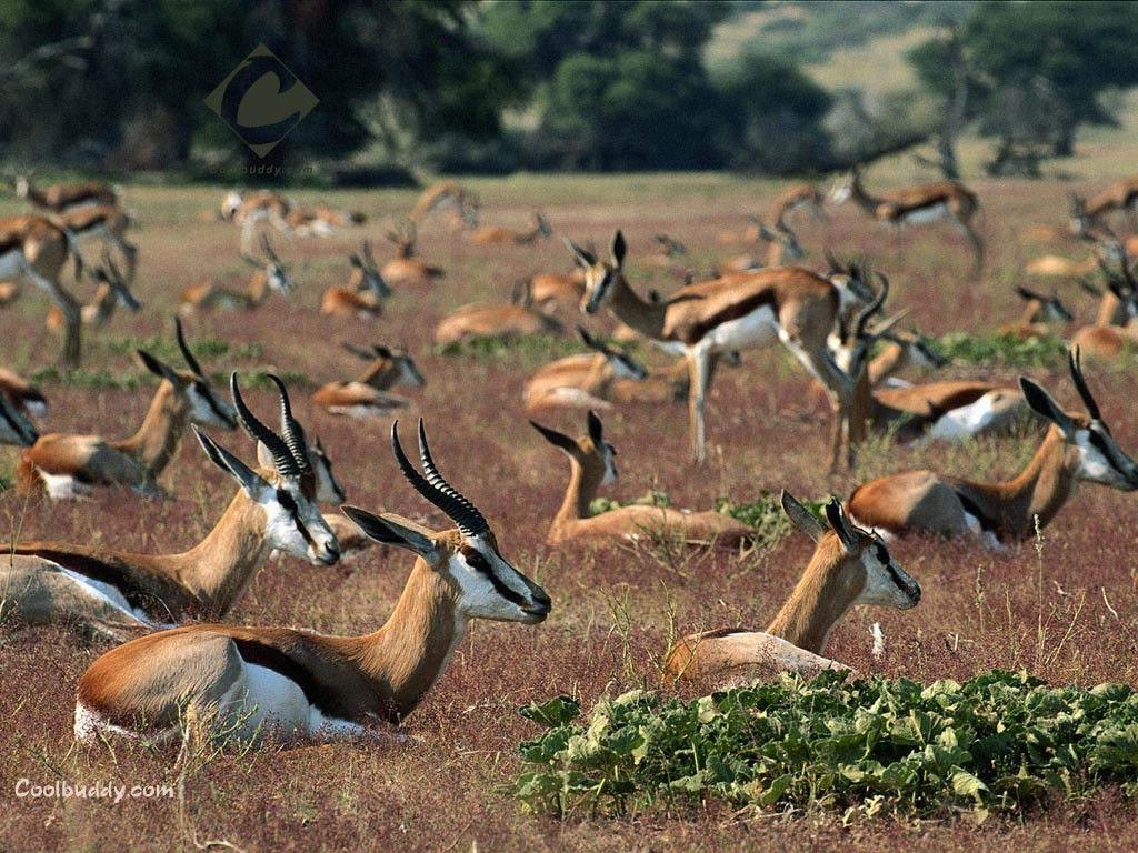 Gazelle Wallpapers - Wallpaper Cave