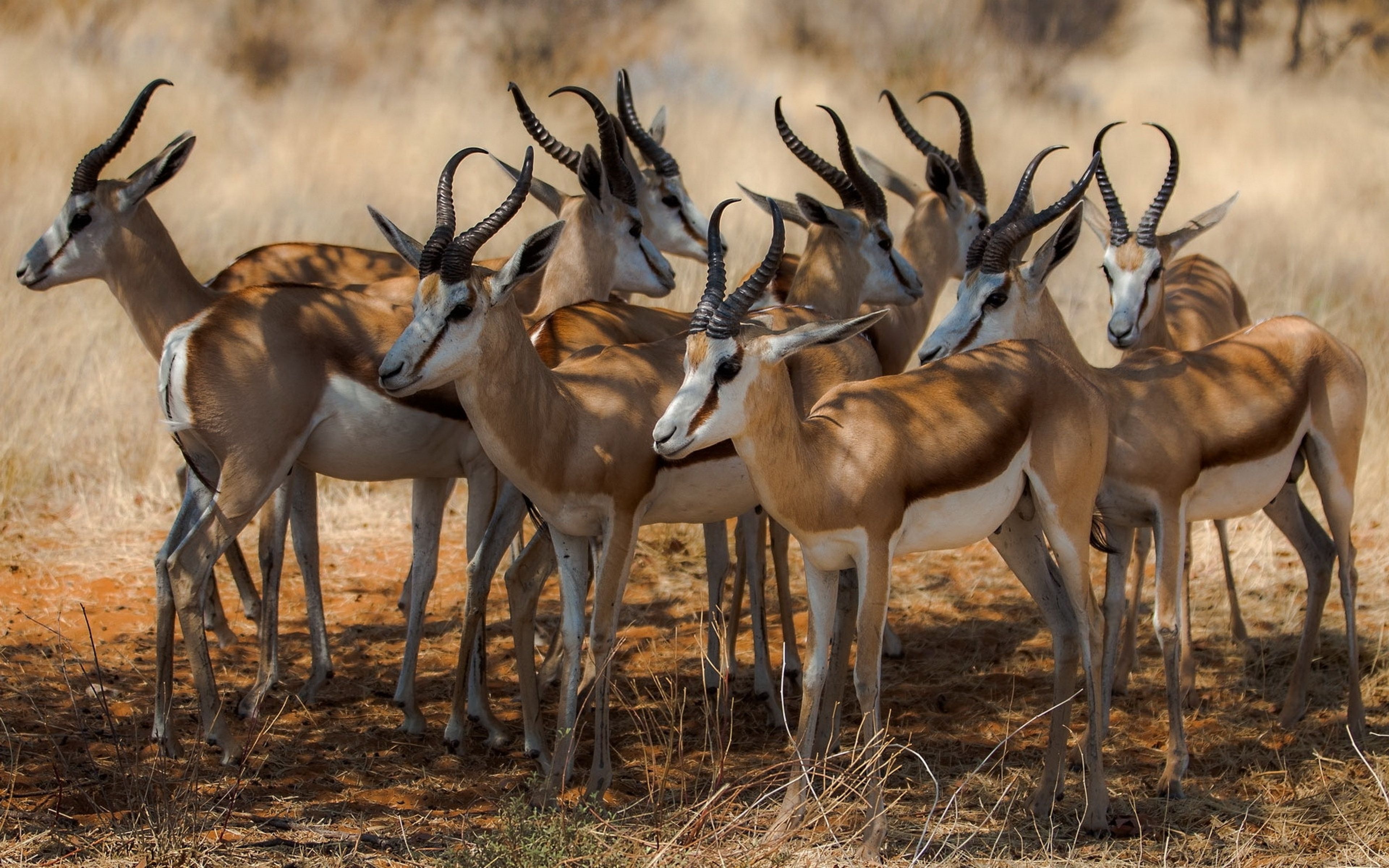 Download Wallpaper 3840x2400 Antelope, Nature, Africa Ultra HD 4K