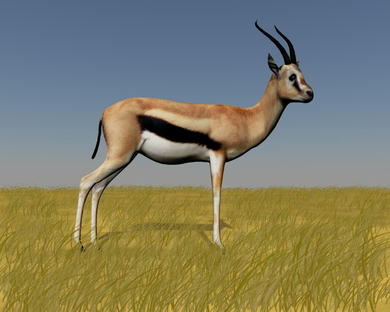 gazelle ‫‬