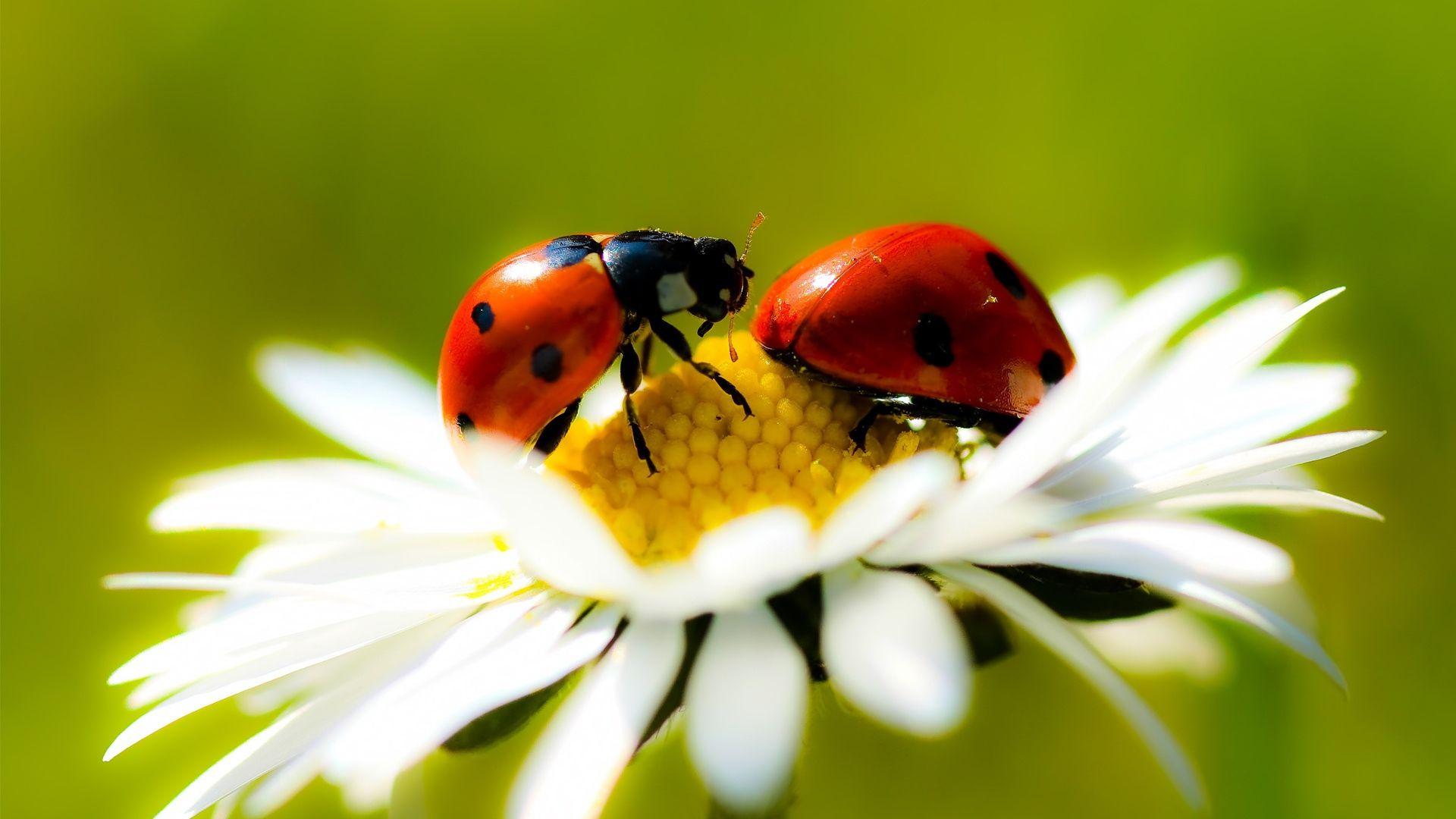 Download Wallpaper 1920x1080 chamomile, ladybug, crawling, insect