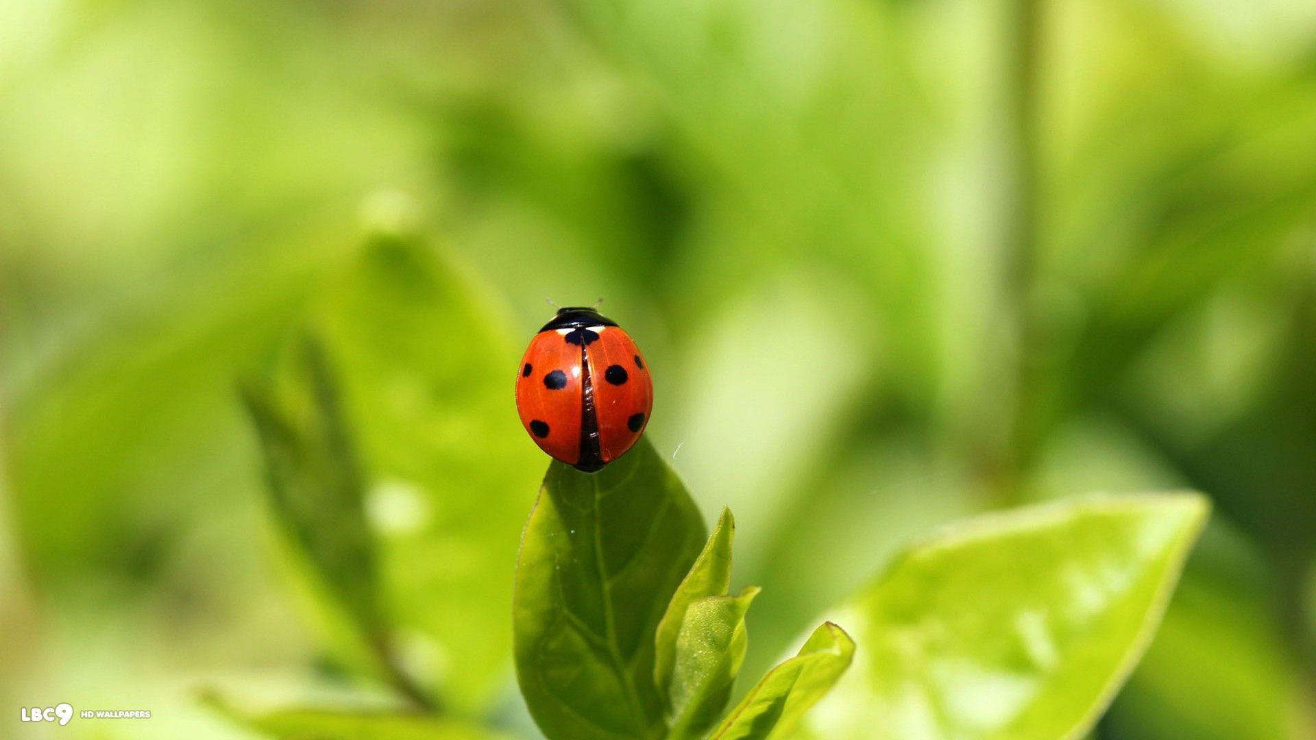 Ladybug Wallpaper 45 85. Insects And Bugs HD Background
