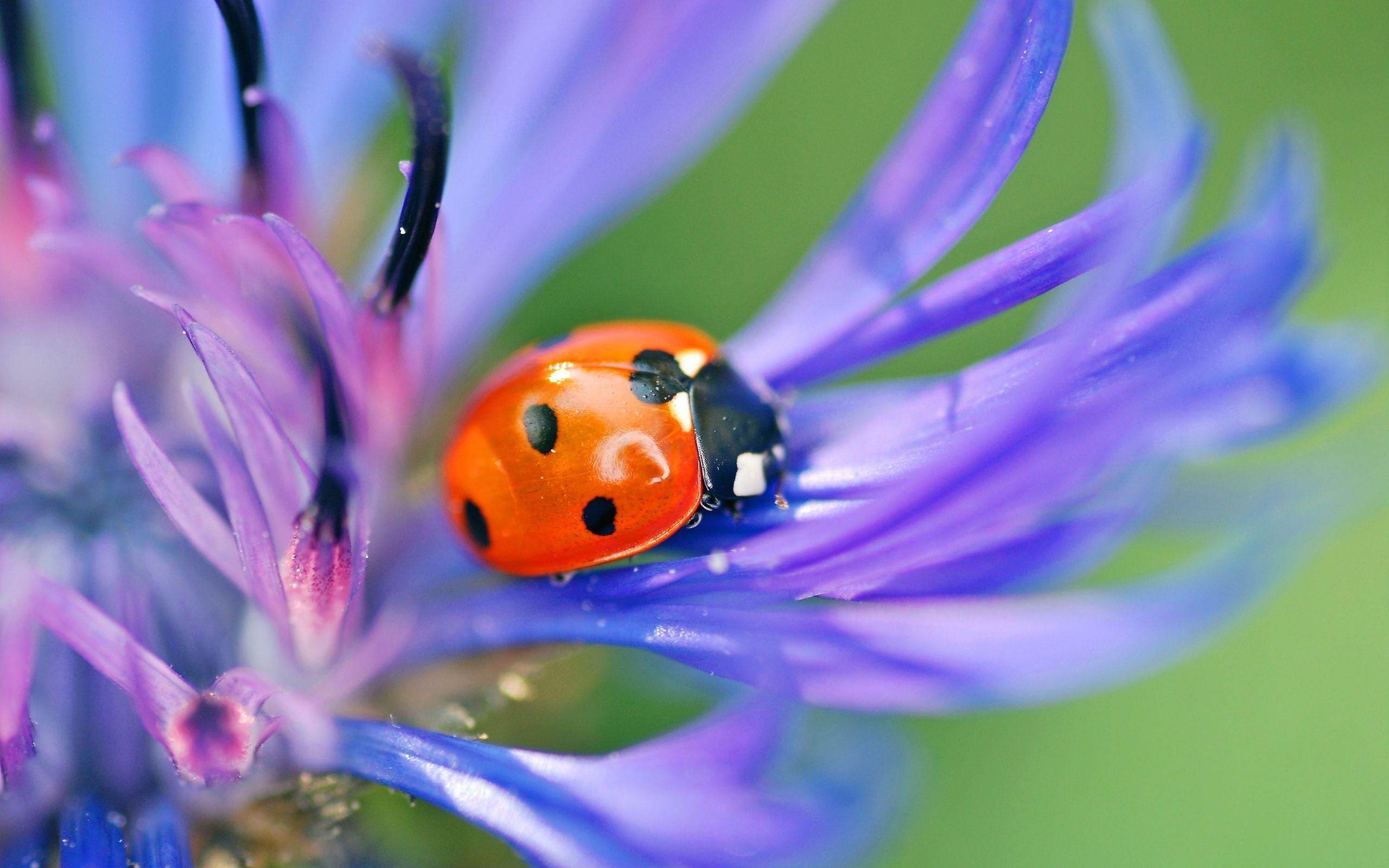 Wallpaper Ladybird, Flower, Petals, Grass HD, Picture, Image