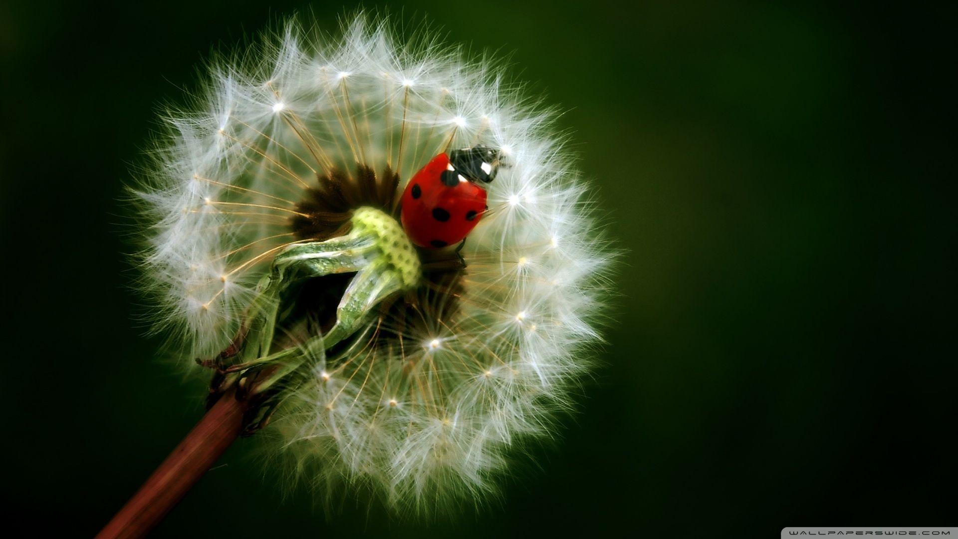 Ladybird On A Dandelion ❤ 4K HD Desktop Wallpaper for 4K Ultra HD