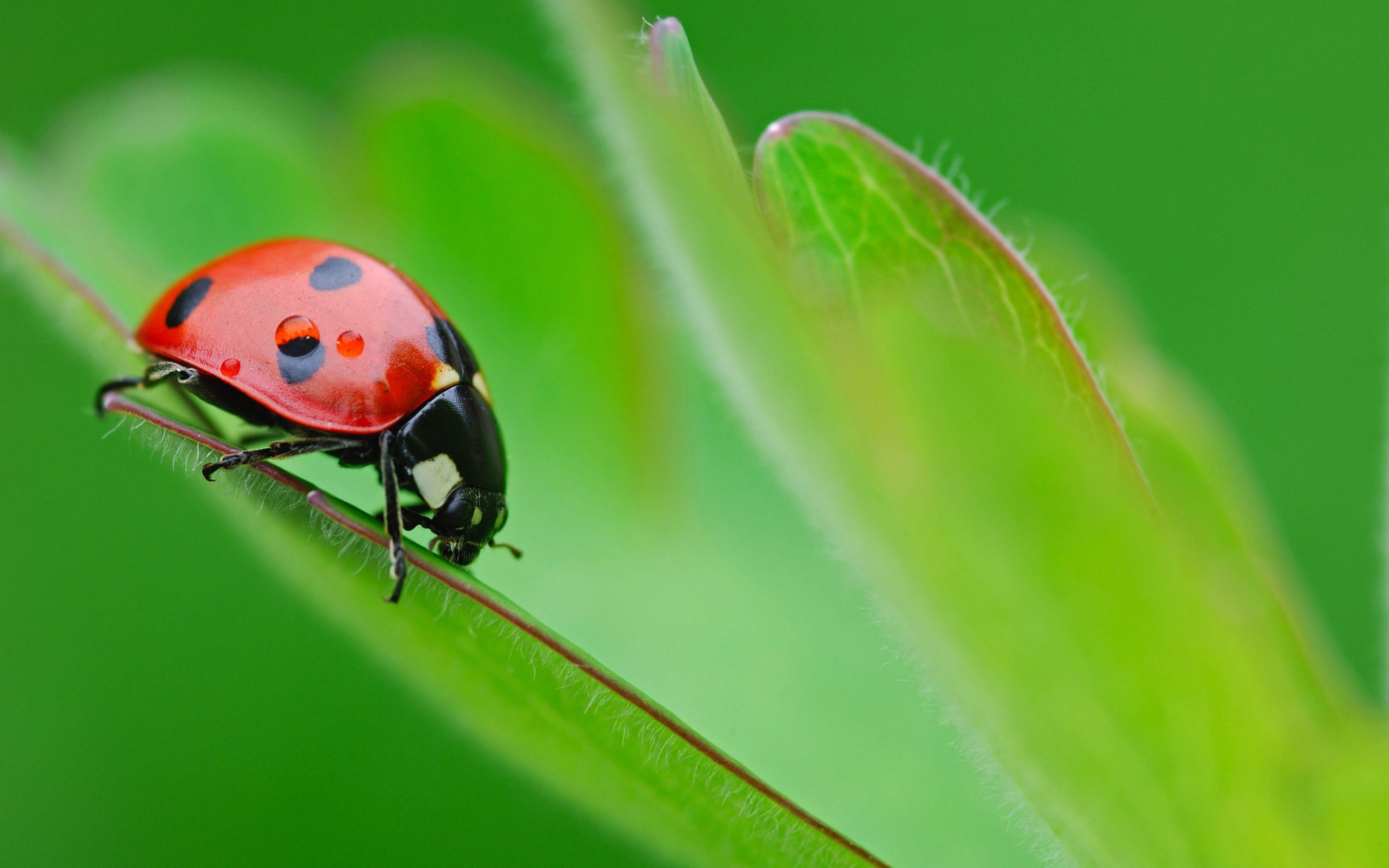 Download Wallpaper 3840x2400 Ladybird, Surface, Sheet, Insect
