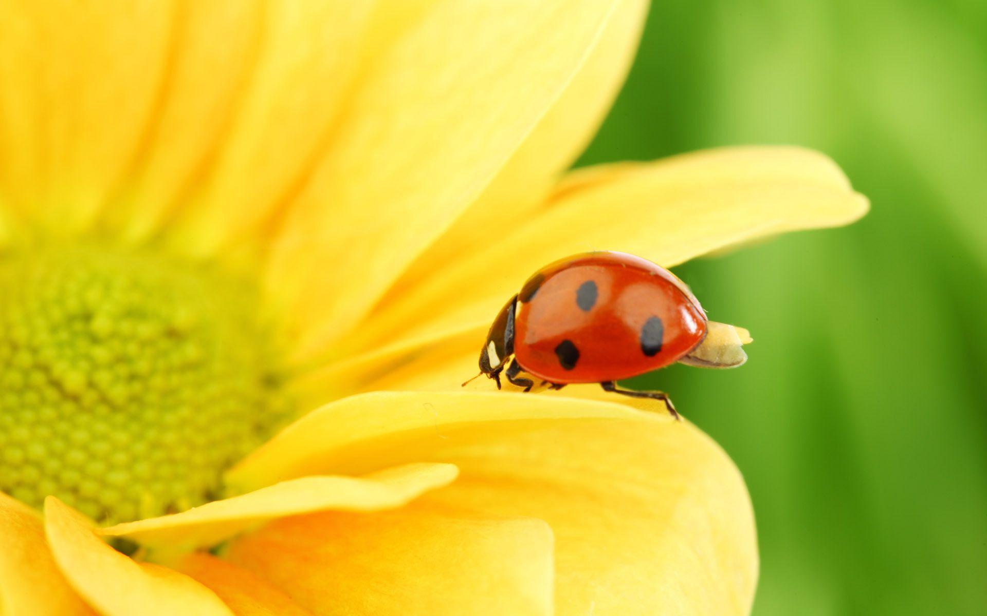 Ladybird on flower wallpaper and image, picture