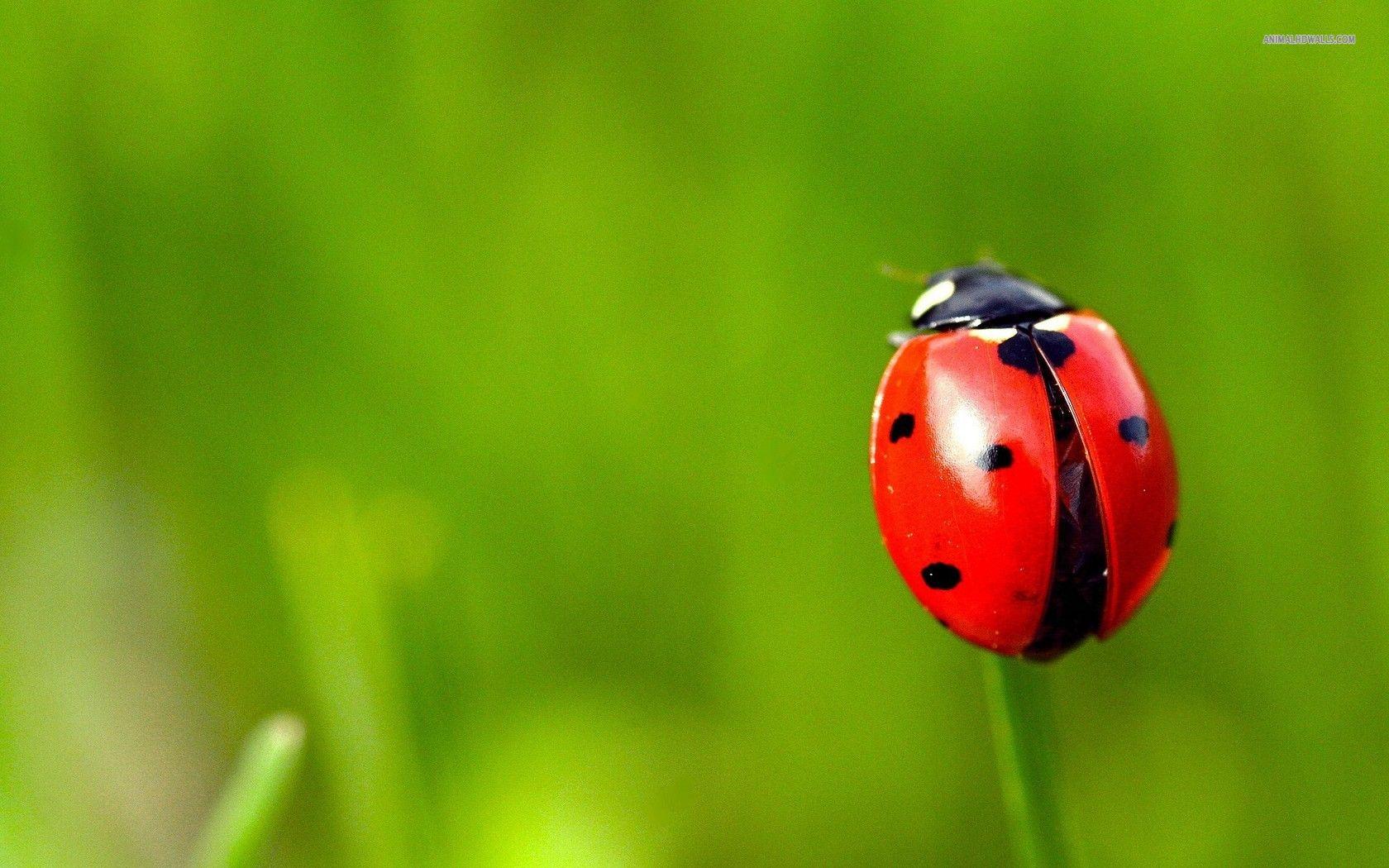 Ladybug wallpaper, Animal, HQ Ladybug pictureK Wallpaper