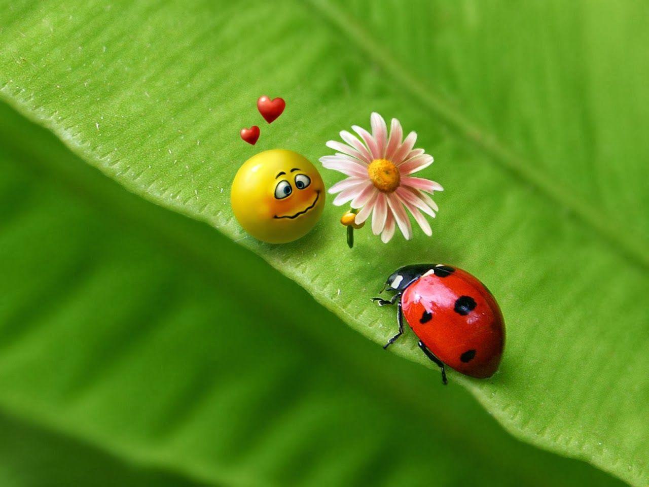 Ladybug Wallpaper for Computer