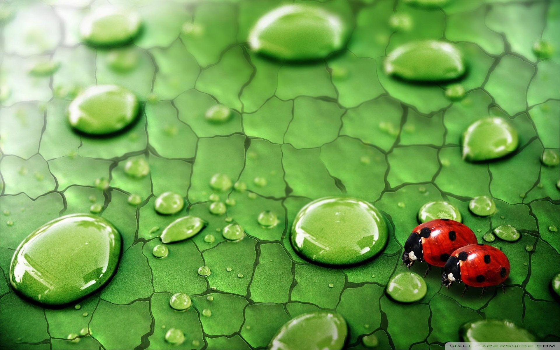 A Pair of Ladybird ❤ 4K HD Desktop Wallpaper for 4K Ultra HD TV