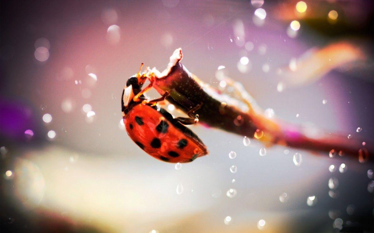 Ladybird Tag wallpaper: Ladybug Twig Photography Ladybird Beetle