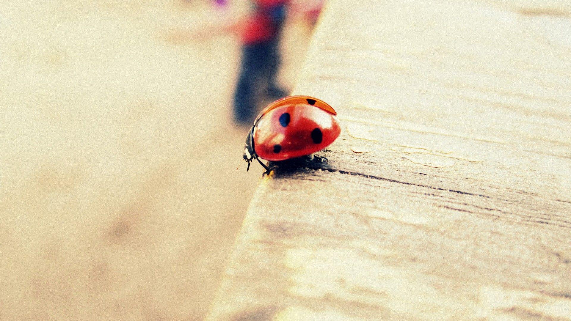 Ladybug Wallpaper, Best & Inspirational High Quality Ladybug