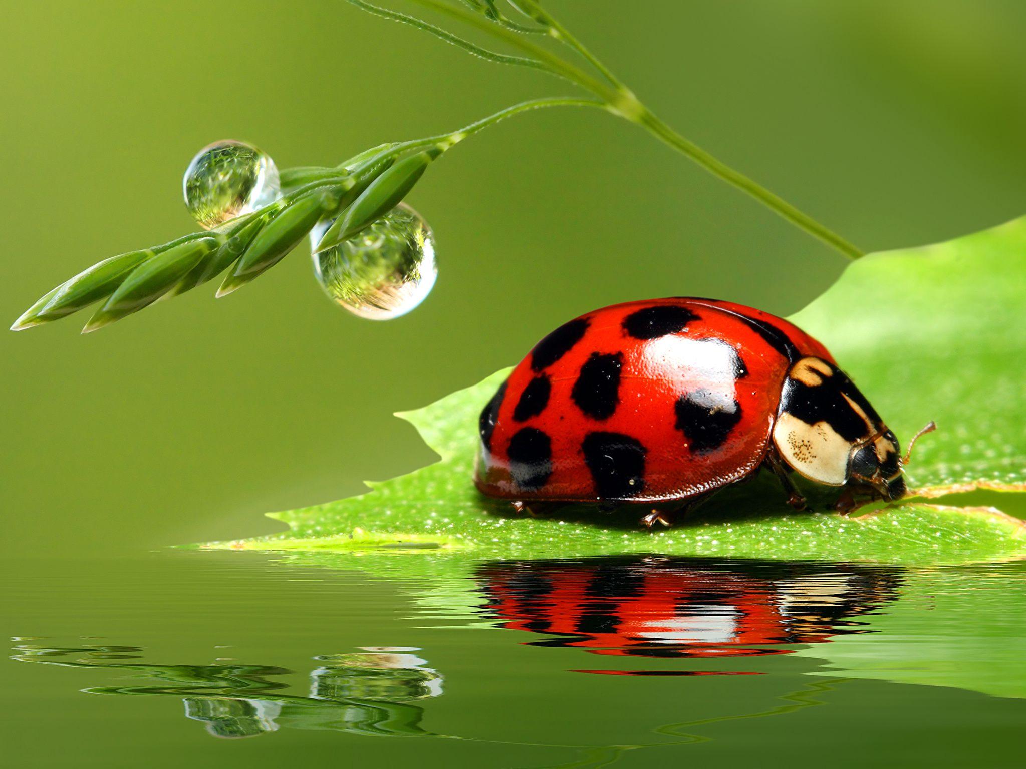 Image Ladybird Insects Drops Water Animals Closeup 2048x1536