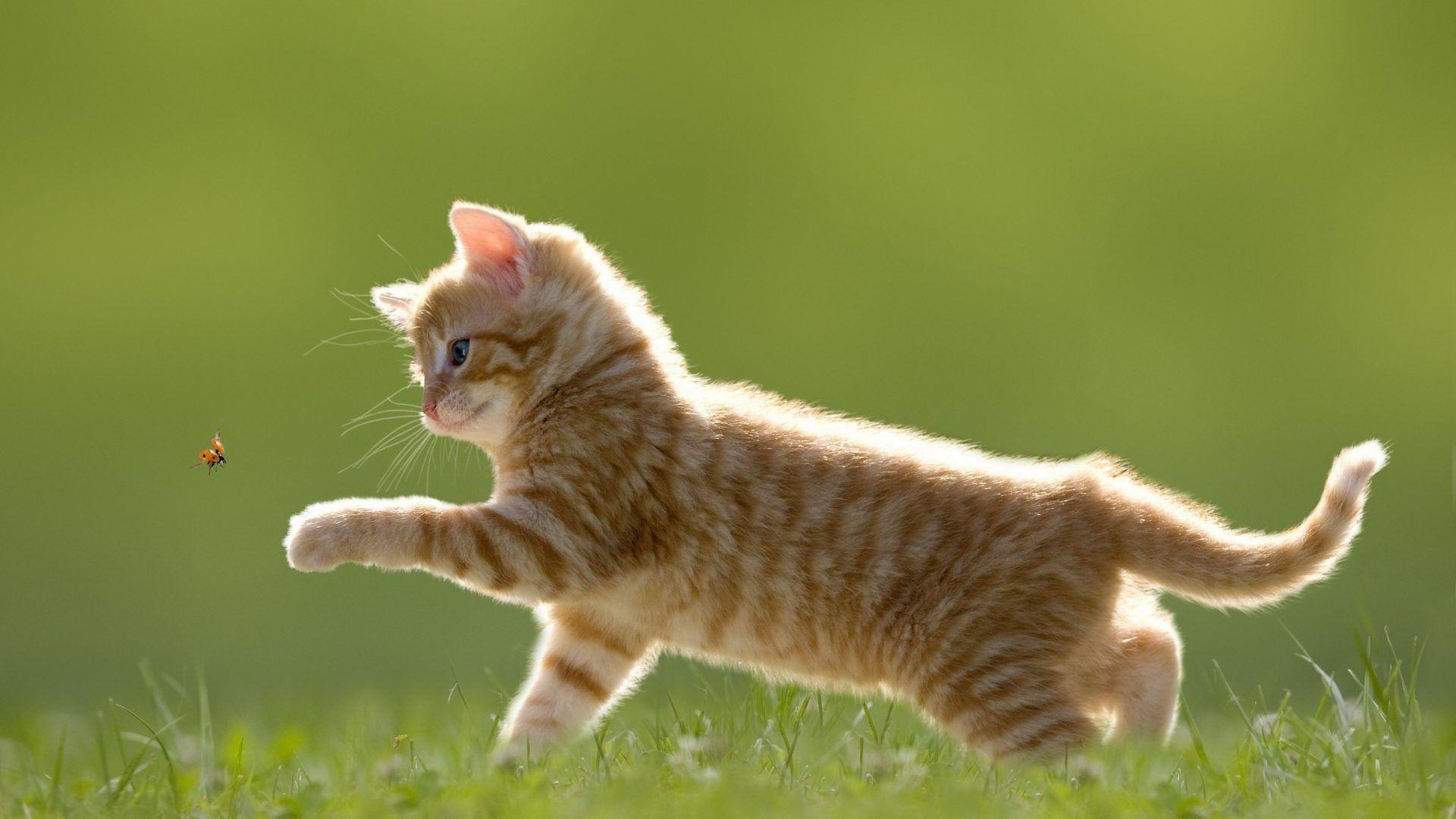 Ladybird Tag wallpaper: Plants Ladybird Lady Heart Bugs Insects