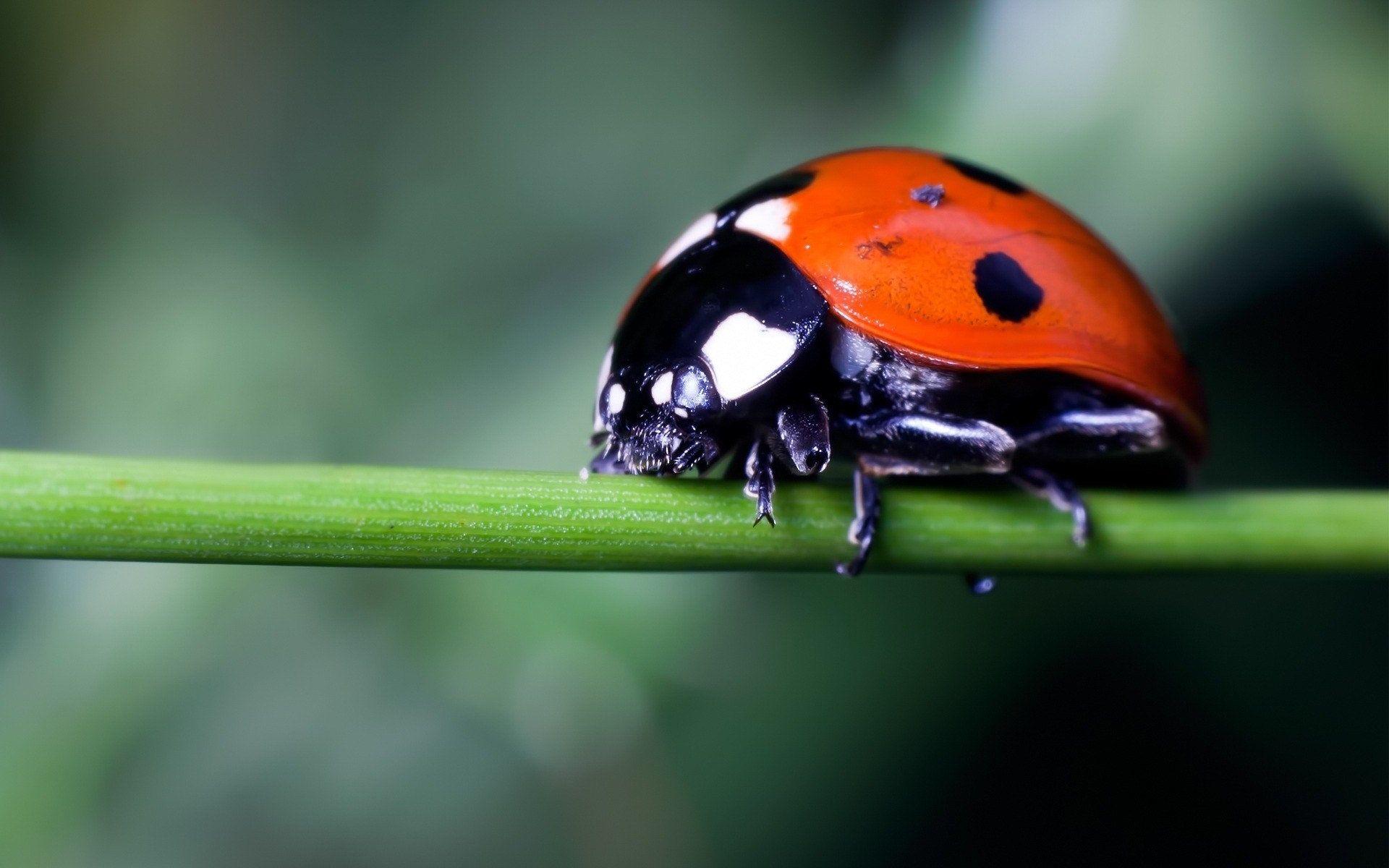 Ladybird Full HD Wallpaper and Background Imagex1200