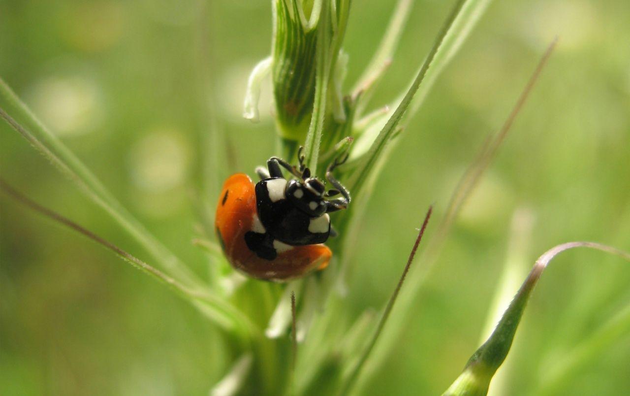 Ladybird wallpaper. Ladybird